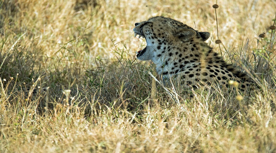 6-Day Private Safari from Karatu